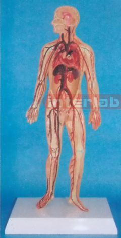 SMALL HUMAN BLOOD ARTERY CIRCULATION SYSTEM MODEL